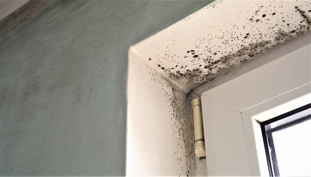 Trusted Salisbury, NY Mold Removal Experts