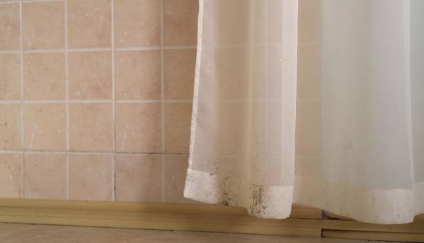 Best Environmental Consulting for Mold Prevention  in Salisbury, NY