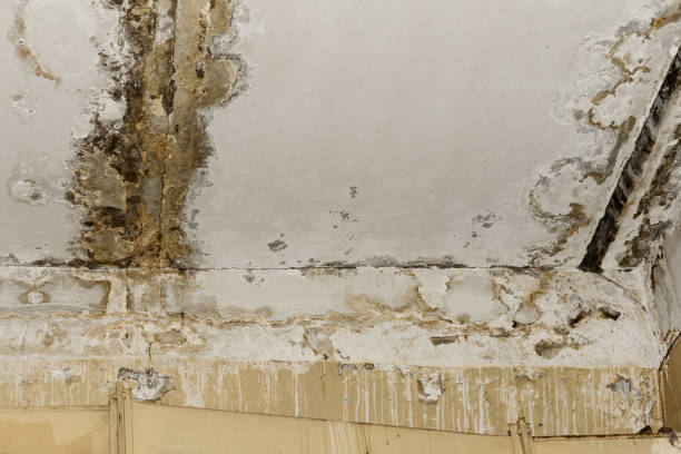 Best Post-Construction Mold Inspection  in Salisbury, NY