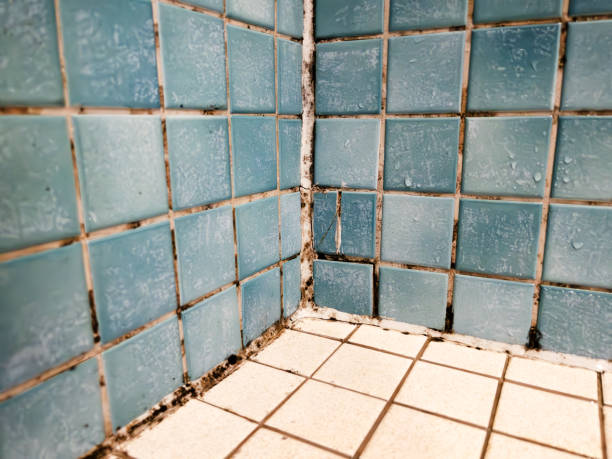 Best Air Quality Testing for Mold Spores  in Salisbury, NY